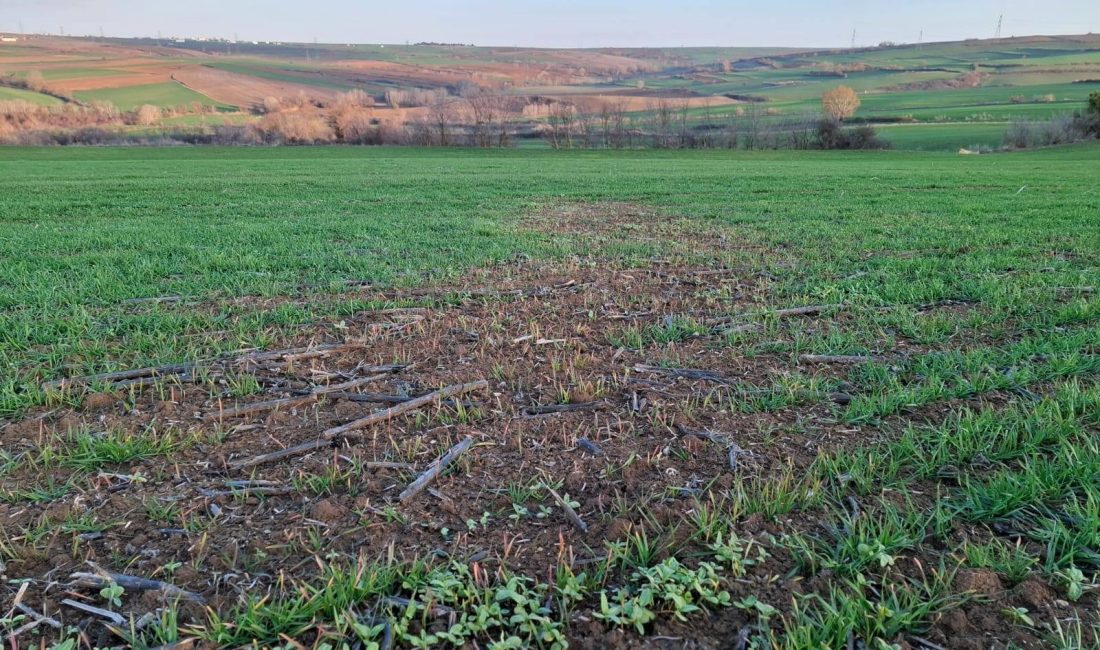 Süleymanpaşa Ziraat Odası Tarla Kontrollerini sürdürüyor Tarım Danışmanları, buğday, arpa ve kanola ekili arazilerde kontrol yapıyor