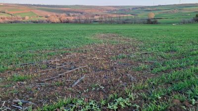 Tarım Danışmanları, buğday, arpa ve kanola ekili arazilerde kontrol yapıyor