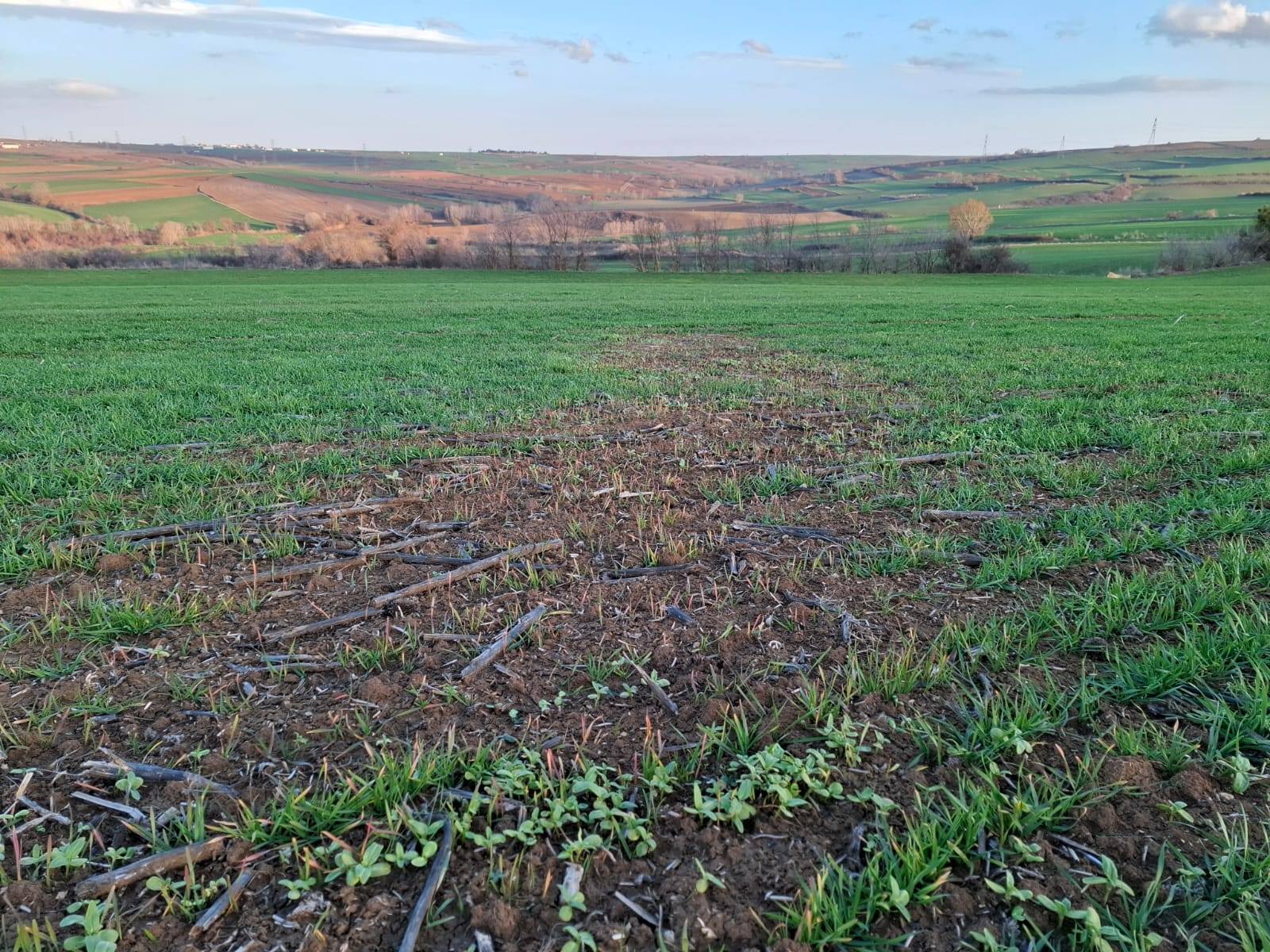 Tarım Danışmanları, buğday, arpa ve kanola ekili arazilerde kontrol yapıyor