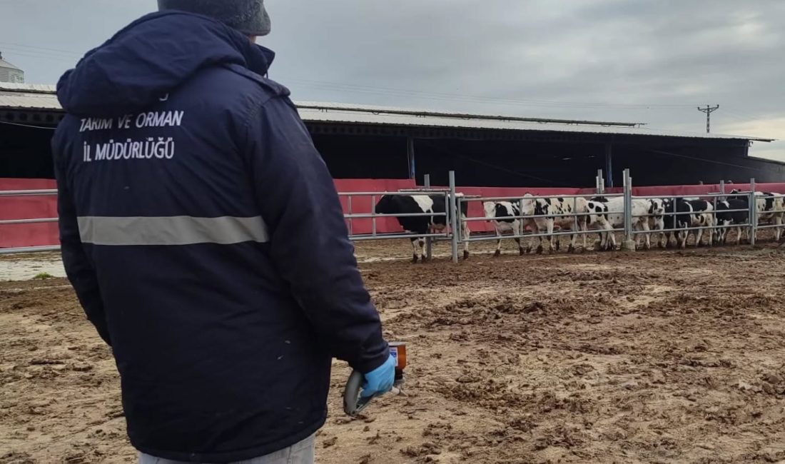 Tekirdğa’da İlkbahar Şap Aşılama Programı Başladı Aşılama çalışmaları şap hastalığının yayılmasını önlemek ve bölgenin ari statüsünü