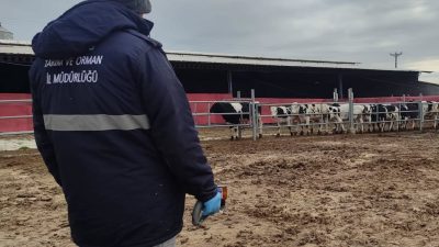 Aşılama çalışmaları şap hastalığının yayılmasını önlemek ve bölgenin ari statüsünü