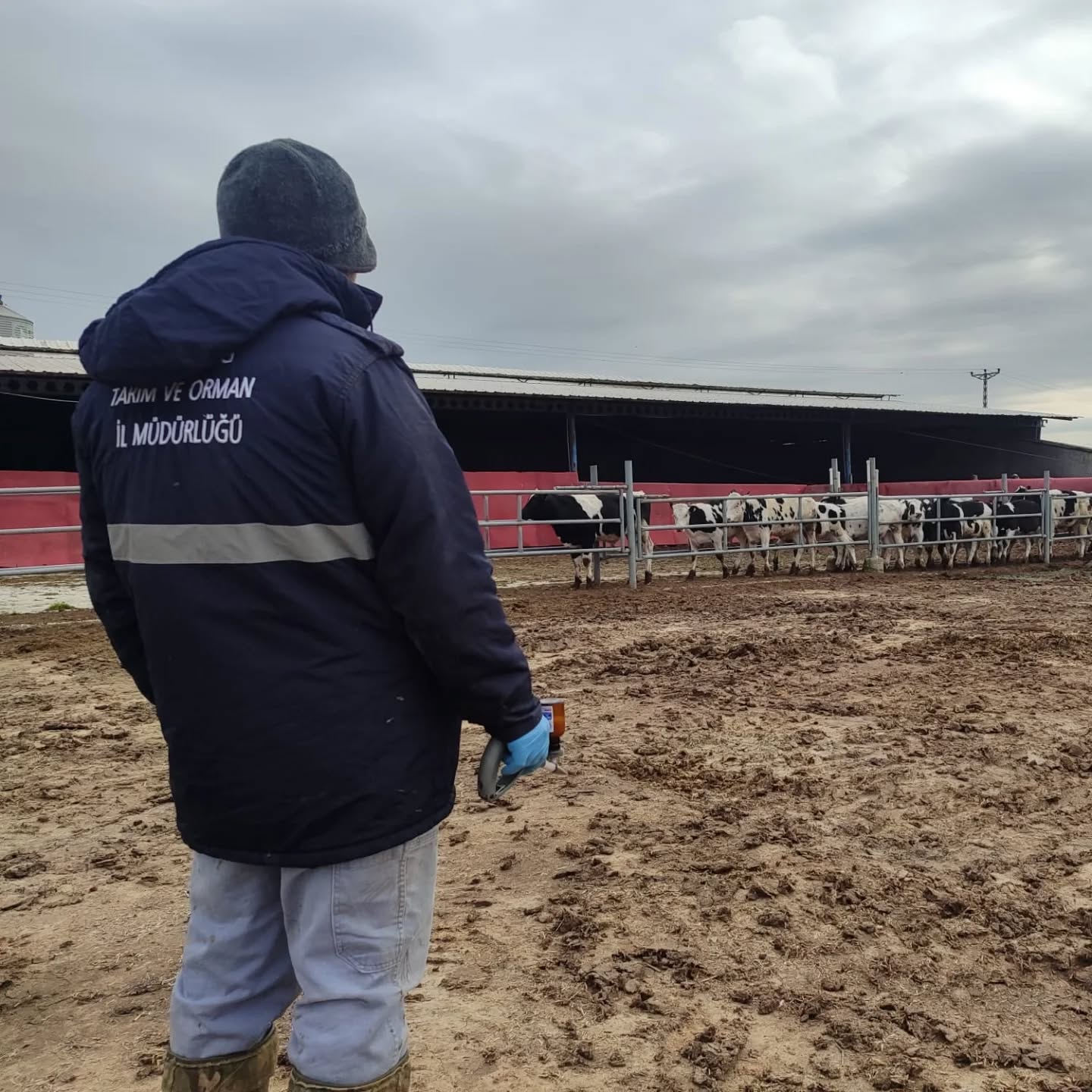 Aşılama çalışmaları şap hastalığının yayılmasını önlemek ve bölgenin ari statüsünü
