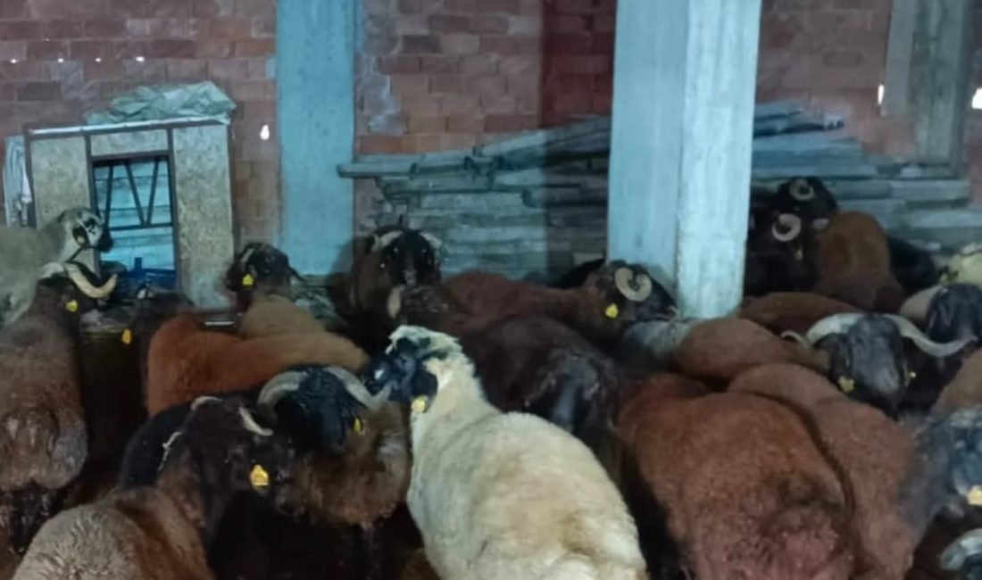 Kaçak Yolla Hayvan Getirenlere 350 Bin Lira Ceza Kaçak yolla getirilen, 137 küçükbaş hayvan kestirildi