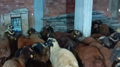 Kaçak yolla getirilen, 137 küçükbaş hayvan kestirildi