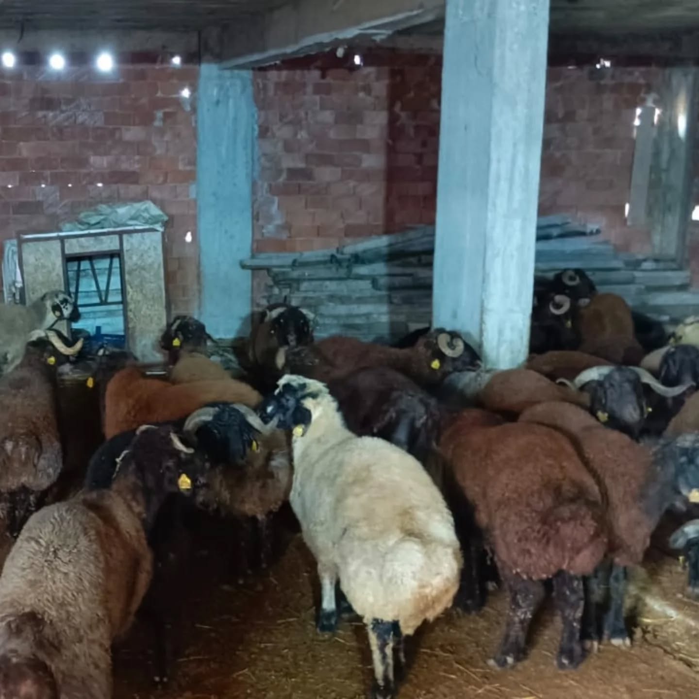 Kaçak yolla getirilen, 137 küçükbaş hayvan kestirildi