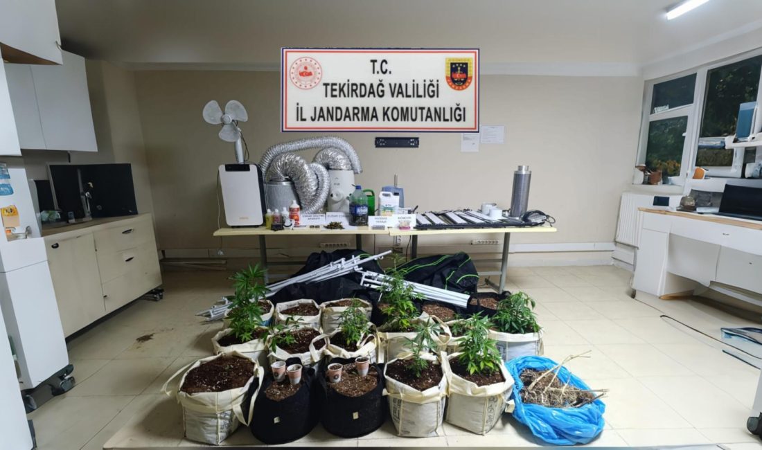 Evinde Uyuşturucu Yetiştiren Şüpheli Yakalandı Aramada, 15 kök kenevir, 9 kök hasat edilmiş kenevir, 500 gram