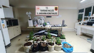 Aramada, 15 kök kenevir, 9 kök hasat edilmiş kenevir, 500 gram