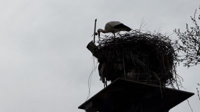 Yuvaya kurulan kamera sayesinde vatandaşlar, leylekleri izleyebiliyor 