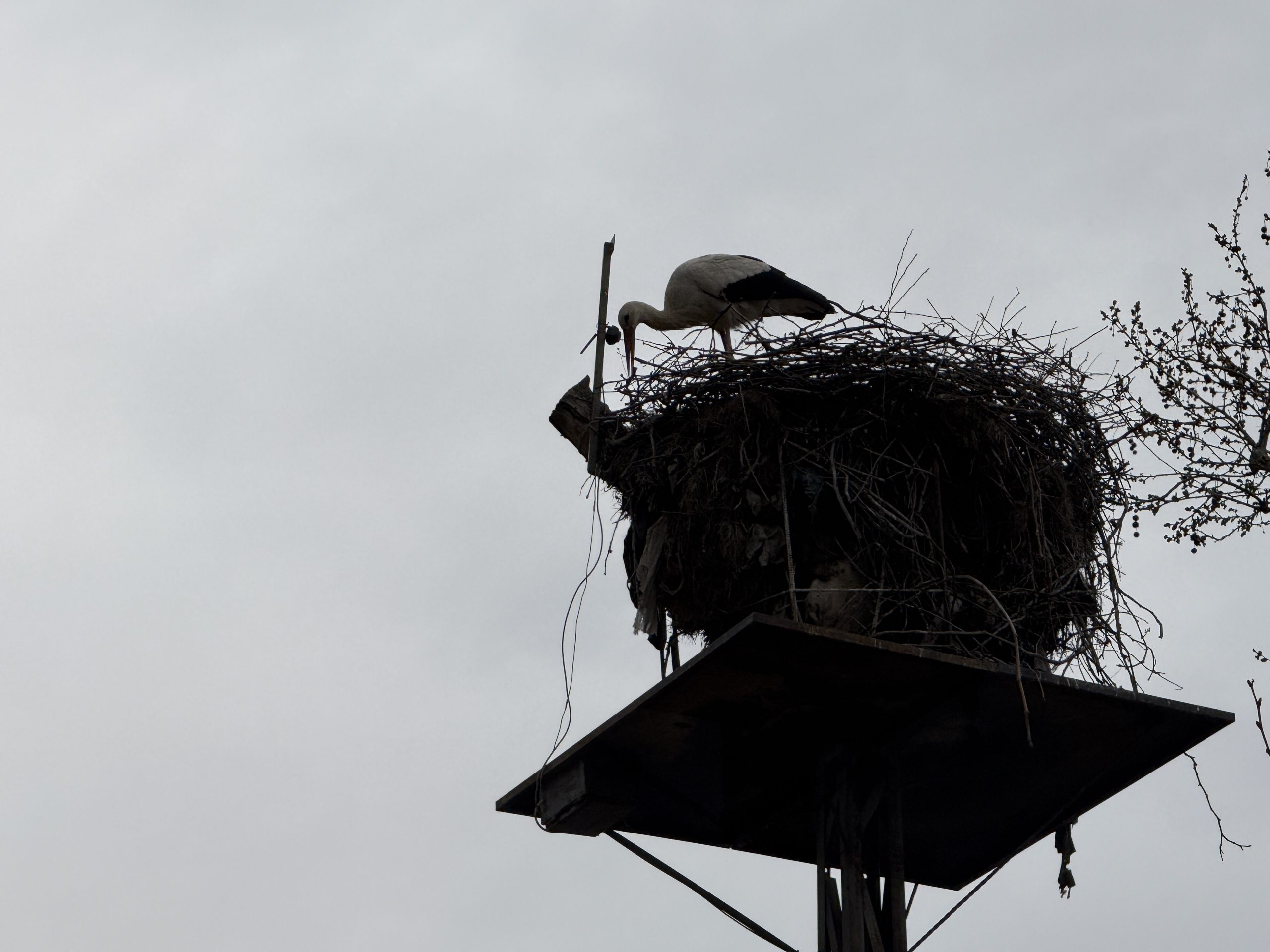 Yuvaya kurulan kamera sayesinde vatandaşlar, leylekleri izleyebiliyor 