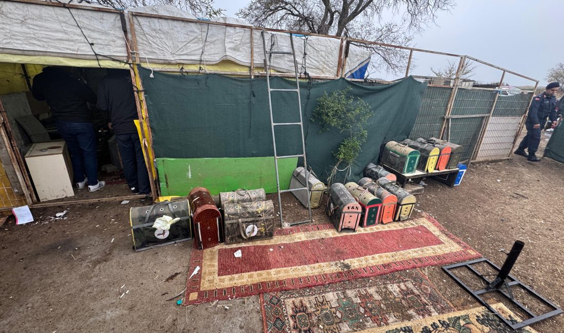 Horoz dövüştürdüğü öne sürülen 28 kişi yakalandı