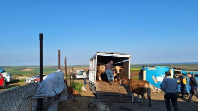 Tekirdağ Tarım ve Orman Müdürlüğü, yasa dışı hayvan hareketlerine karşı