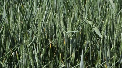 Türkiye’nin tarımsal üretim merkezlerinden biri olan Tekirdağ’da yaşanan kuraklık, buğday