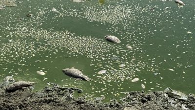 Tekirdağ’ın Süleymanpaşa ilçesine bağlı Yağcı Mahallesi’ndeki Çakıl Göleti, yaz aylarında