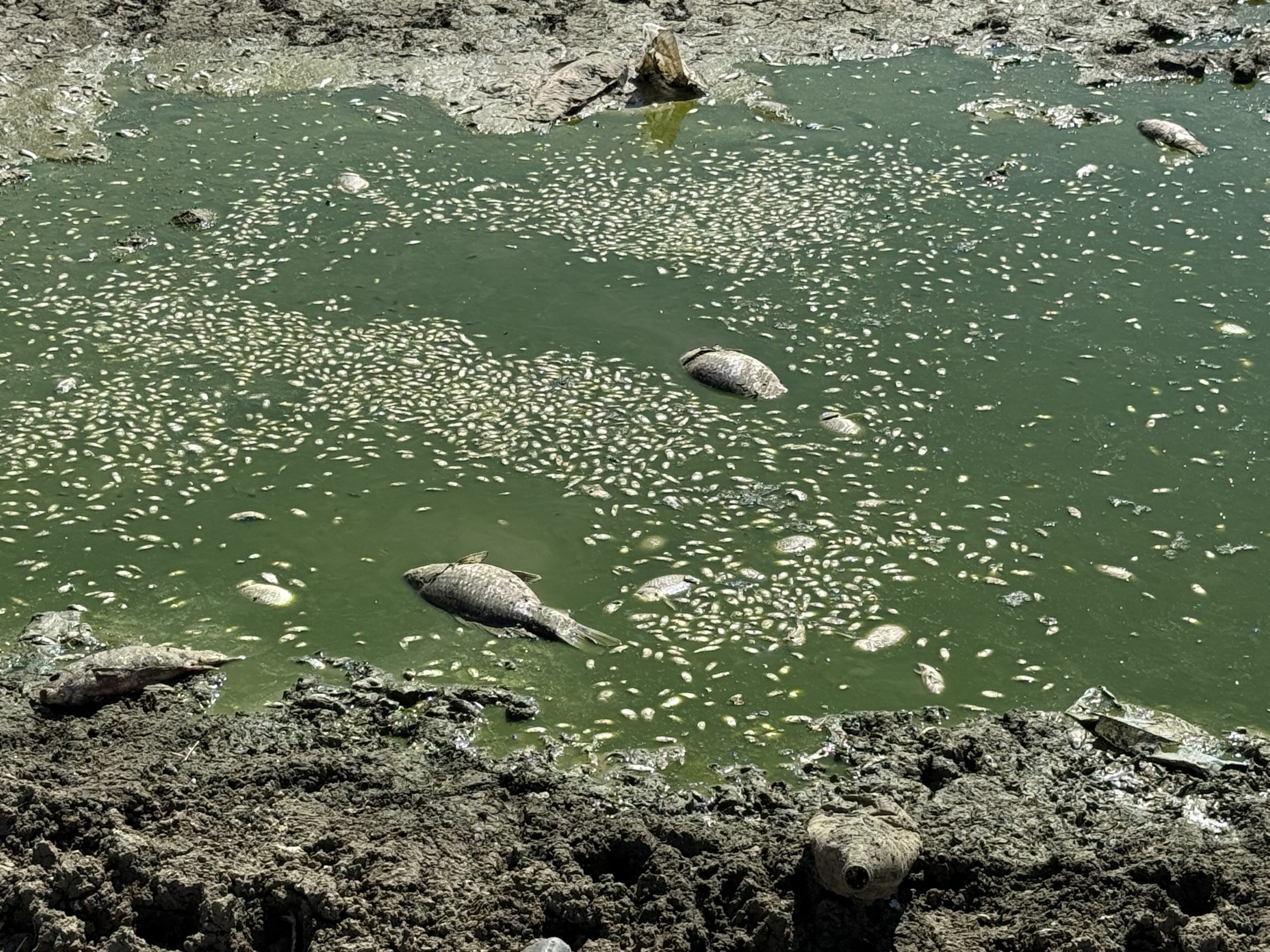 Tekirdağ’ın Süleymanpaşa ilçesine bağlı Yağcı Mahallesi’ndeki Çakıl Göleti, yaz aylarında