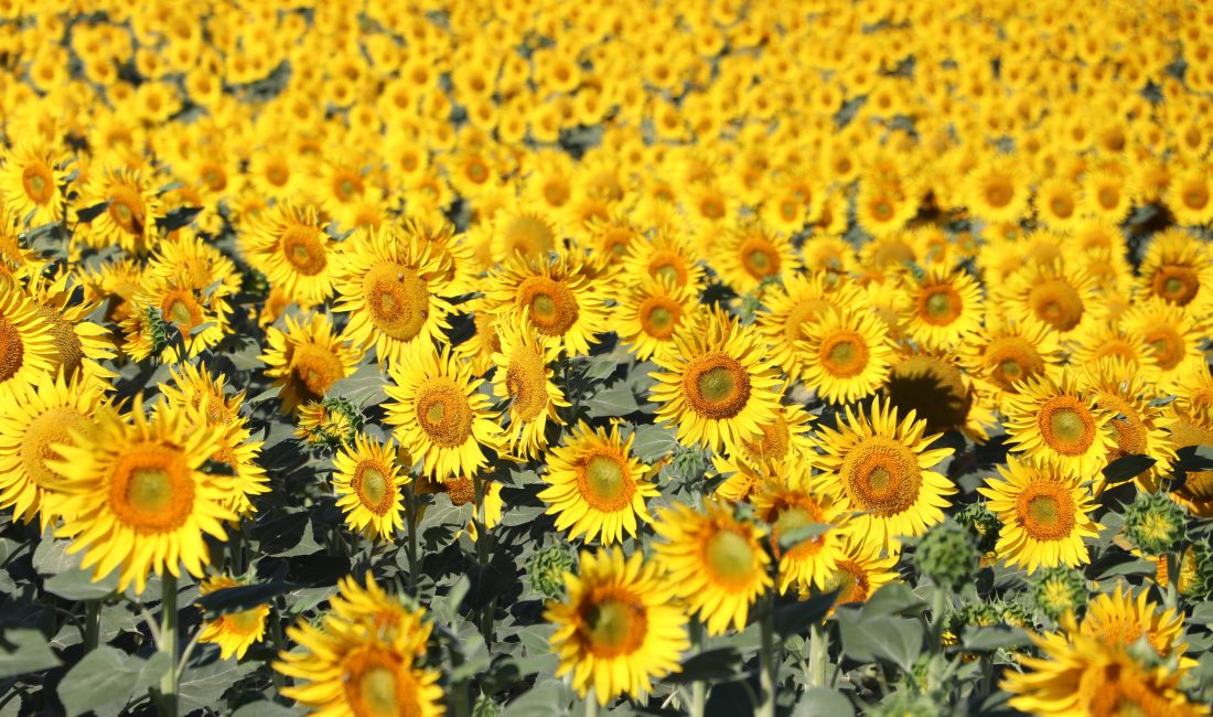 Tekirdağ’da Ayçiçekleri Görsel Şölene Dönüştü Ayçiçek tarlaları sürücülere ve yolculara unutulmaz manzaralar sunuyor