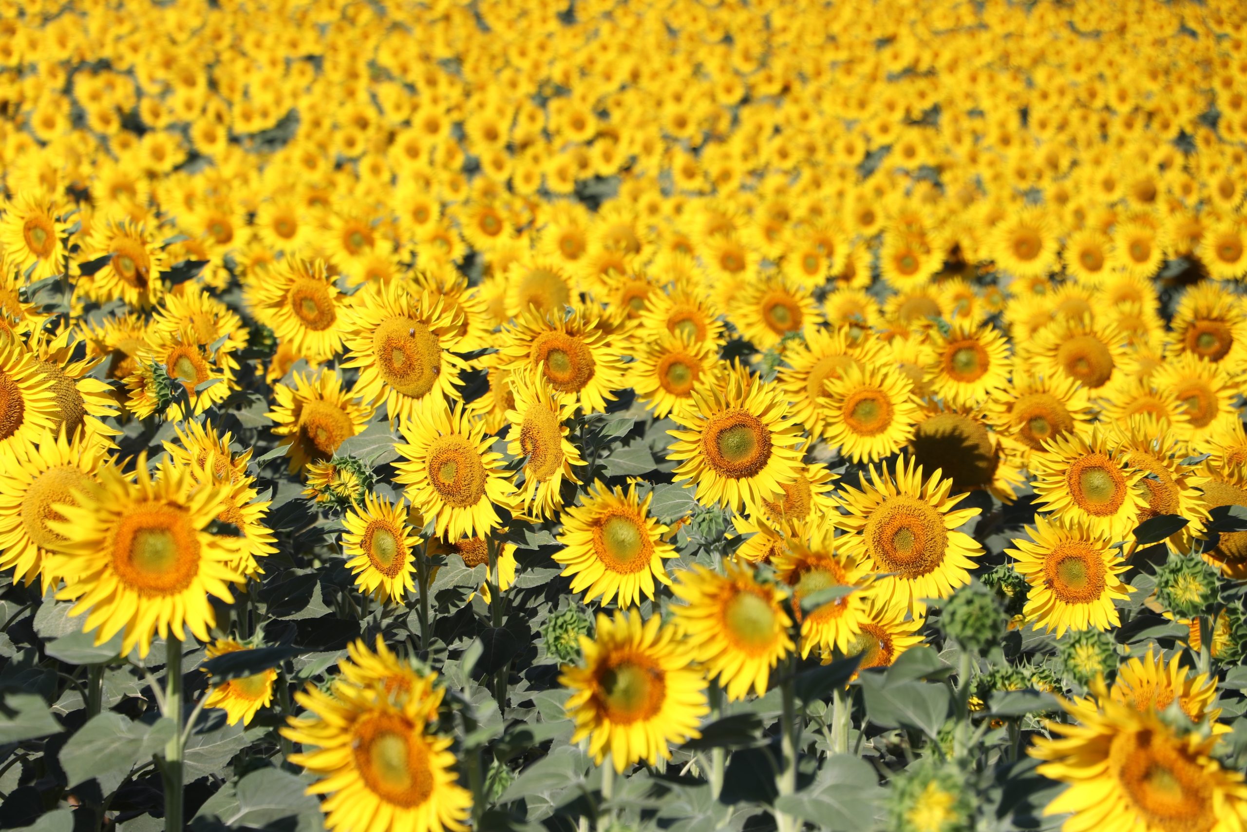 Ayçiçek tarlaları sürücülere ve yolculara unutulmaz manzaralar sunuyor