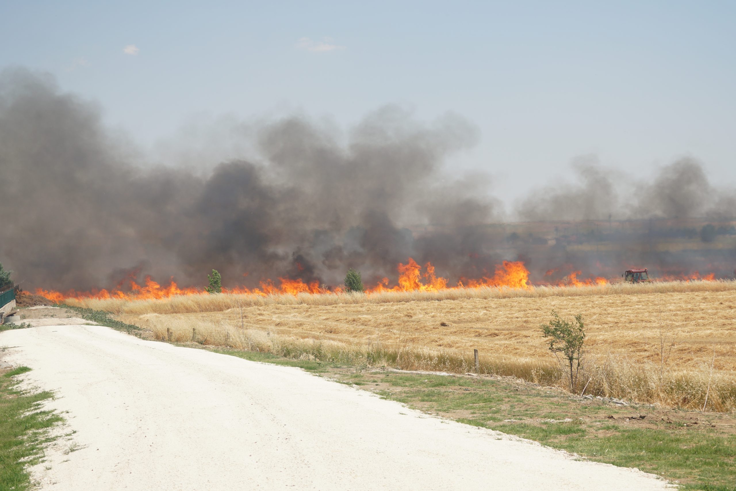 Tekirdağ’ın Hayrabolu ilçesine bağlı Çıkrıkçı Mahallesi’nde buğday ekili bir tarlada