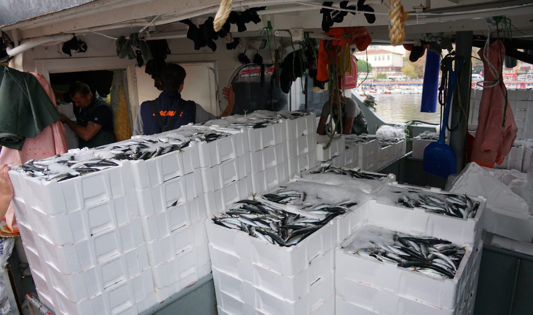 Balıkçılar 600 kasa istavritle limana yanaştı 