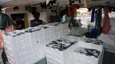 Balıkçılar 600 kasa istavritle limana yanaştı 