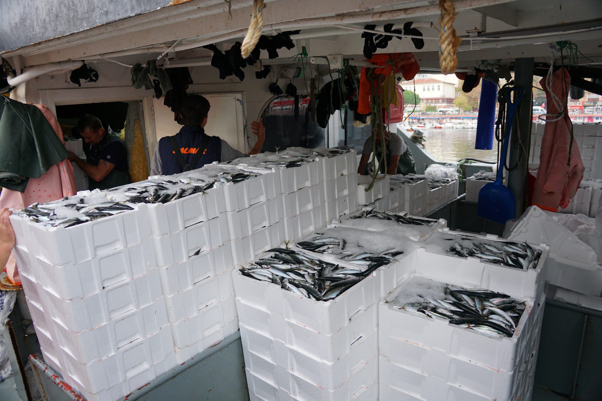 Balıkçılar 600 kasa istavritle limana yanaştı 