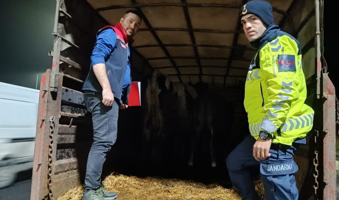 Belgesiz Büyükbaş Hayvan Taşımacılığına 134 Bin Lira Ceza Tekirdağ’ın Malkara ilçesinde yapılan denetimlerde, gerekli belgeler olmadan büyükbaş hayvan