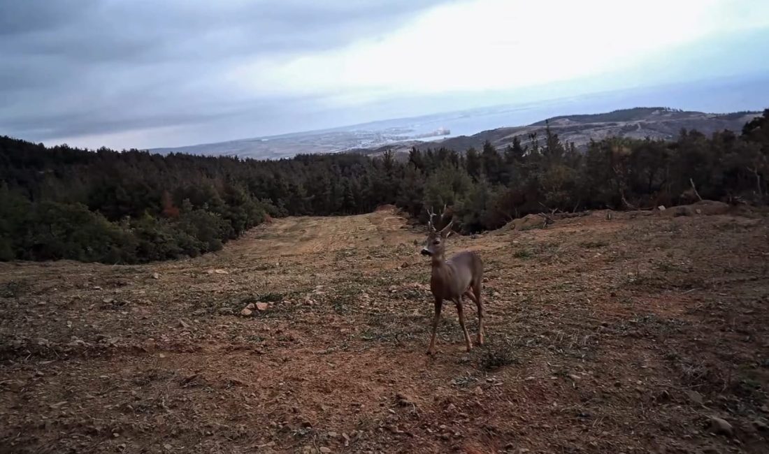 Tekirdağ’da yaban hayatının zenginliği bir kez daha kayıt altına alındı.