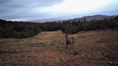 Tekirdağ’da yaban hayatının zenginliği bir kez daha kayıt altına alındı.