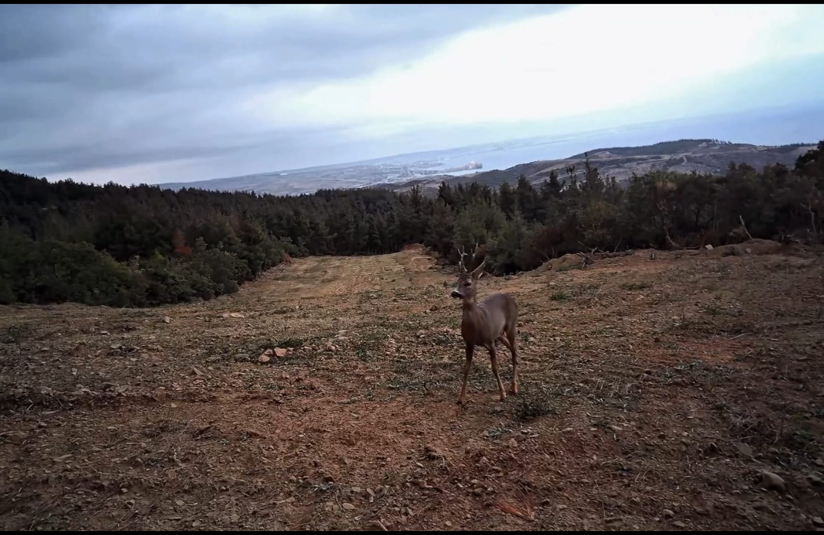 Tekirdağ’da yaban hayatının zenginliği bir kez daha kayıt altına alındı.