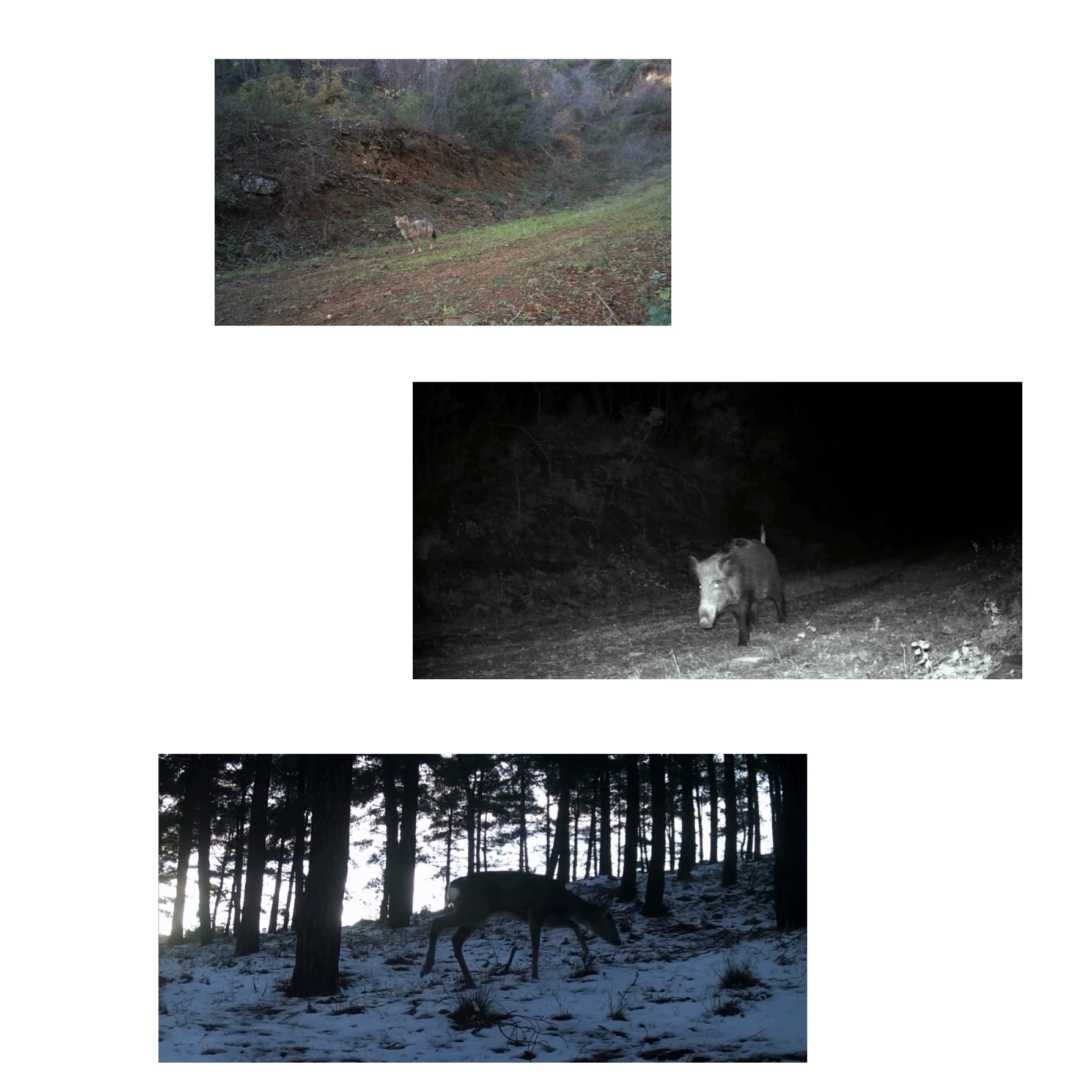 Tekirdağ’da doğaya yerleştirilen fotokapan, yaban hayatına dair dikkat çekici görüntüler