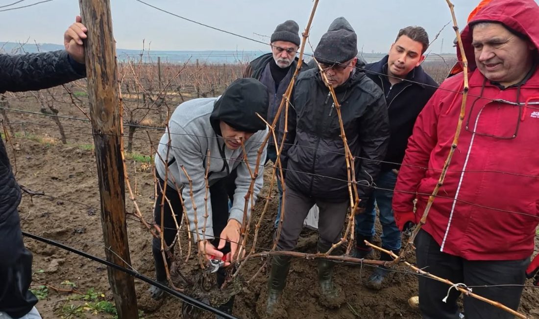 Üzüm Üreticilerine “Bağlarda Kış Budaması” Eğitimi Eğitim programı uygulamalı ve teorik olmak üzere iki aşamada yapıldı