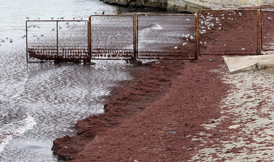 Yosunlar, sahil şeridinin bazı bölümlerinde yoğunluk oluşturdu