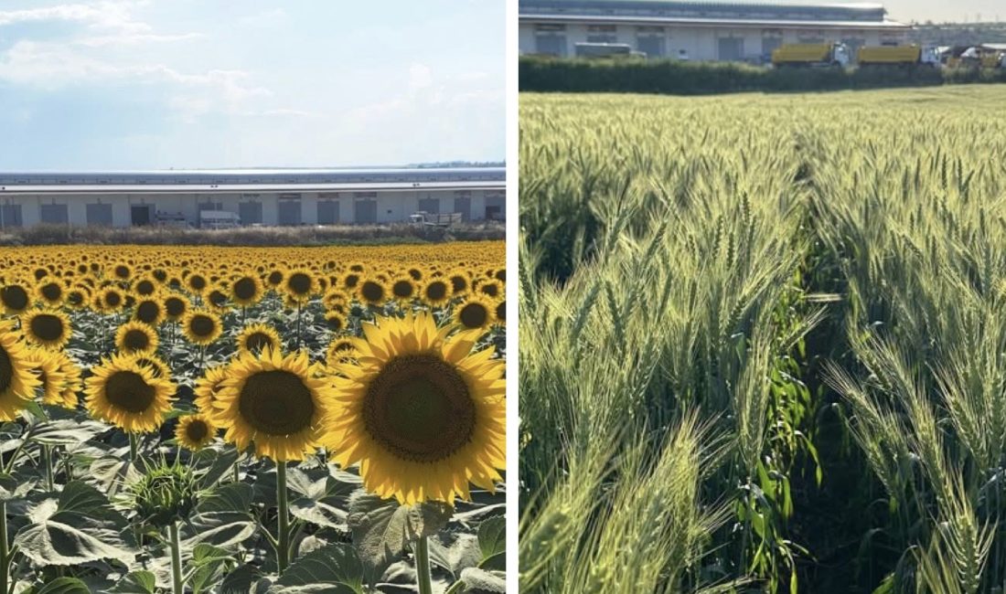 Ziraat Mühendisi Adem İncehasan, 2026 üretim sezonuna ilişkin yaptığı değerlendirmede