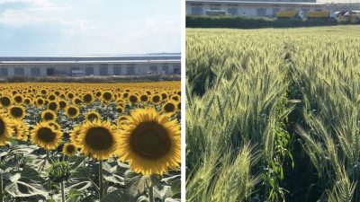 Ziraat Mühendisi Adem İncehasan, 2026 üretim sezonuna ilişkin yaptığı değerlendirmede