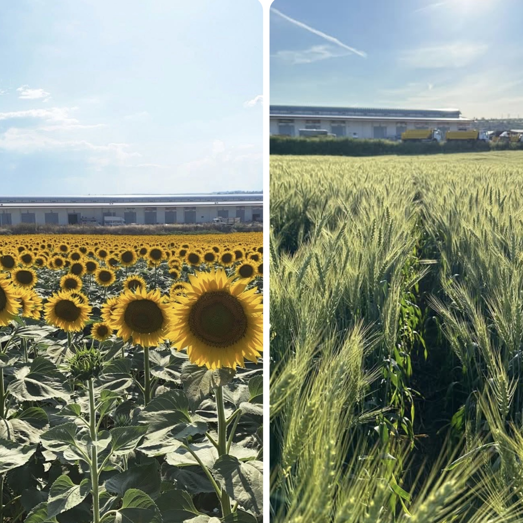 Ziraat Mühendisi Adem İncehasan, 2026 üretim sezonuna ilişkin yaptığı değerlendirmede