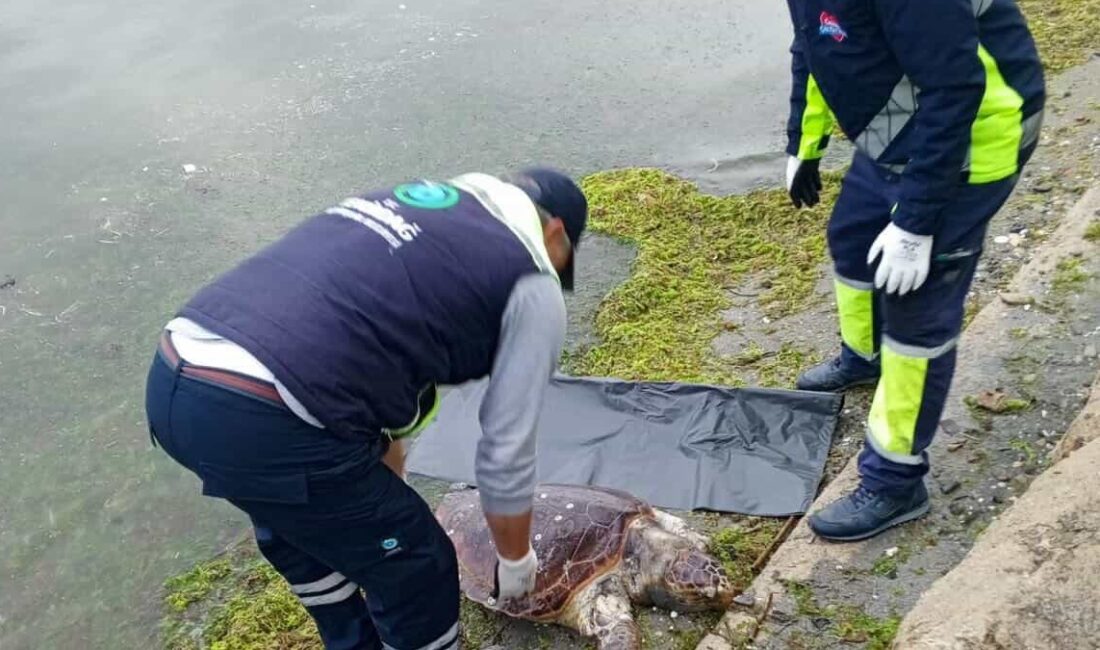 Tekirdağ sahilinde nesli koruma altında olan bir caretta caretta ölü