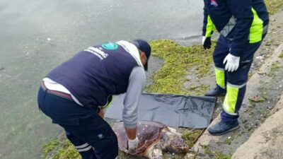 Tekirdağ sahilinde nesli koruma altında olan bir caretta caretta ölü