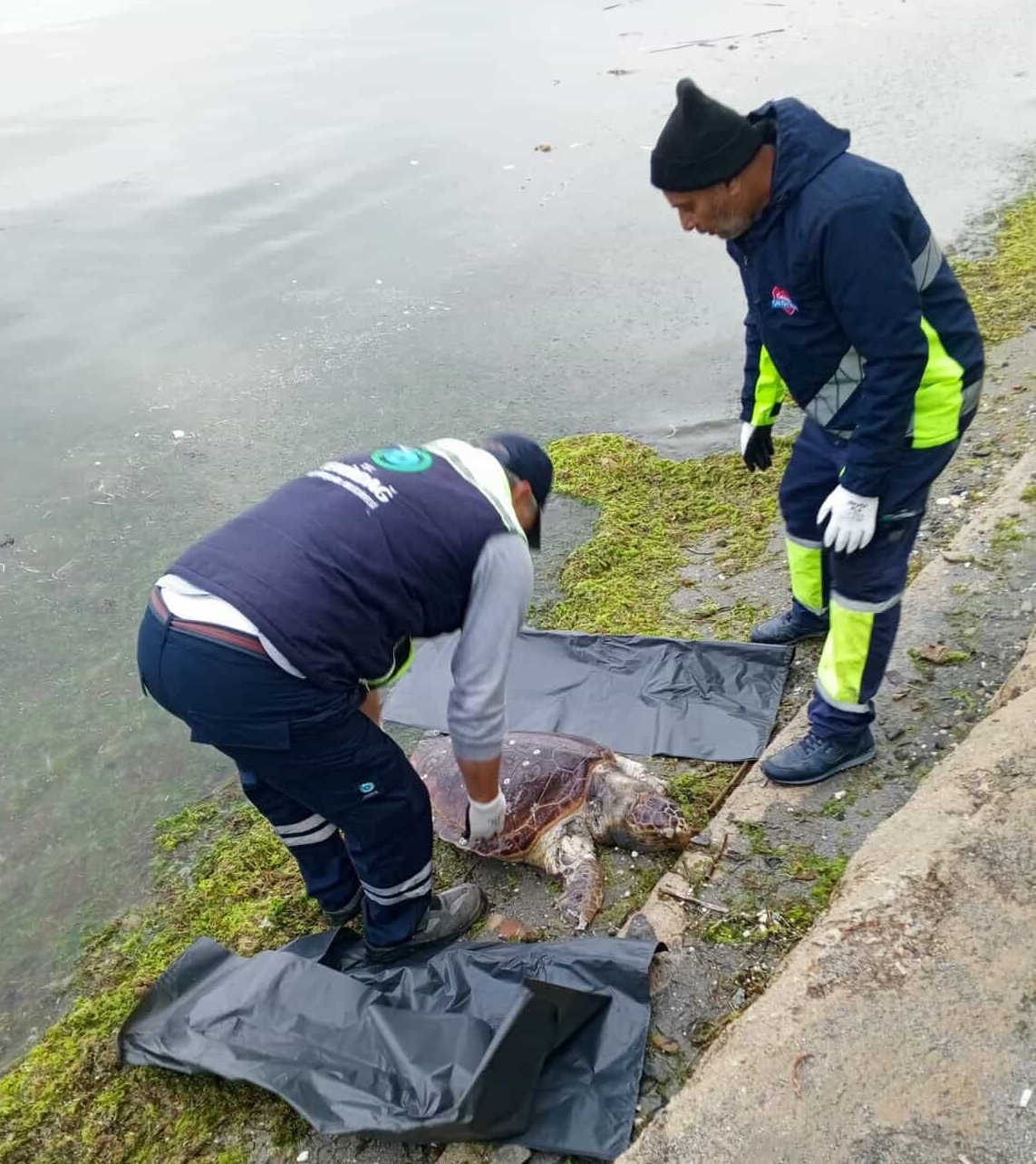 Tekirdağ sahilinde nesli koruma altında olan bir caretta caretta ölü