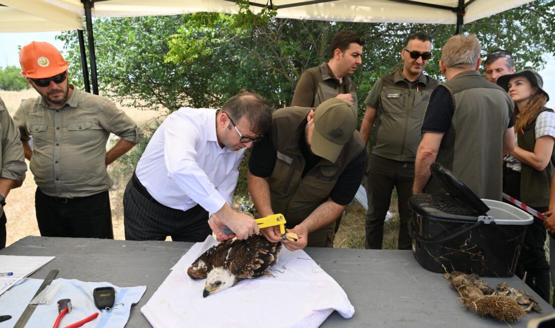 Geçen yıl proje kapsamında 47 leylek ve 14 şah kartalı