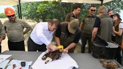 Geçen yıl proje kapsamında 47 leylek ve 14 şah kartalı