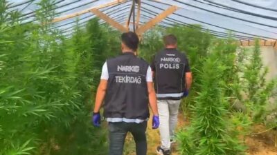 Bağ evinde Hin keneviri ele geçirilen kişi tutuklandı 