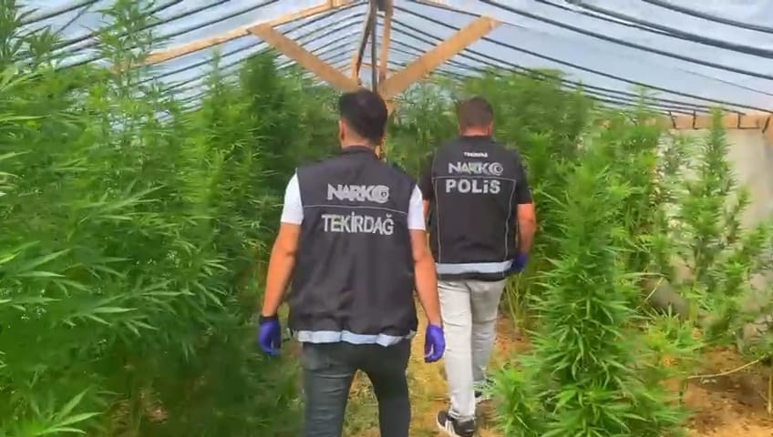 Bağ evinde Hin keneviri ele geçirilen kişi tutuklandı 